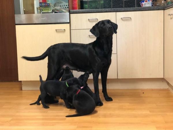 Image 1 of 6 weeks old black Labrador puppies