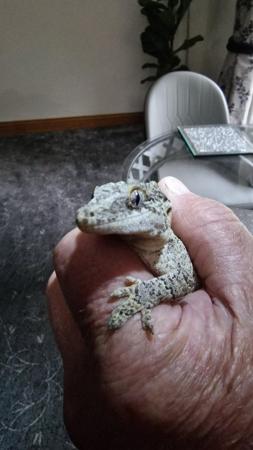 Image 3 of 2 Gargoyle geckos. Inc viv £110 total ovno