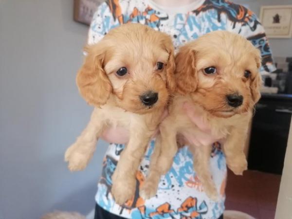 Image 9 of F1 COCKAPOO PUPPYS READY TO LEAVE