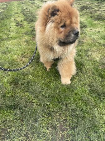 Image 13 of READY NOW BEAUTIFUL FULL KC CHOW CHOW PUPPIES!!