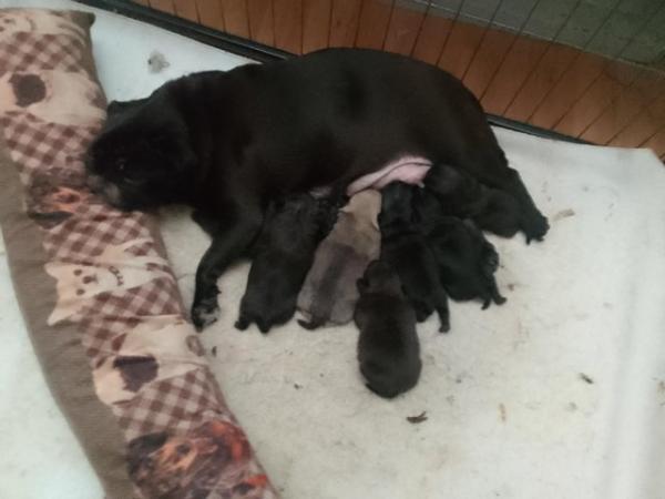 Image 7 of Beautiful little pug puppies for sale