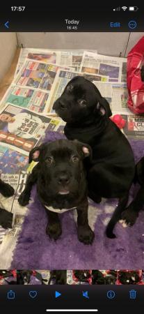 Image 10 of Stunning litter of 5 cane corso puppies