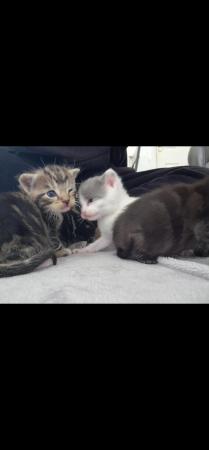 Image 1 of Kittens £120 ready for loving home