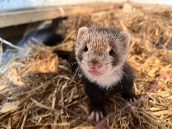 Image 3 of 8 Week Old Baby Ferrets Ready For New Homes
