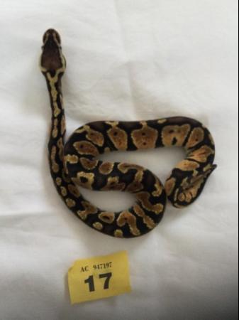 Image 7 of Female pastel baby royal python