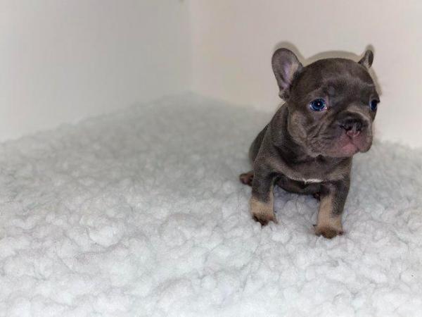 Image 5 of REDUCED ready to leave now Quality French Bulldog Puppies