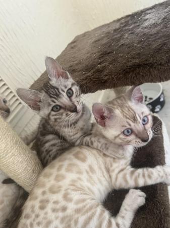 Image 7 of TICA registered beautiful Bengal kittens