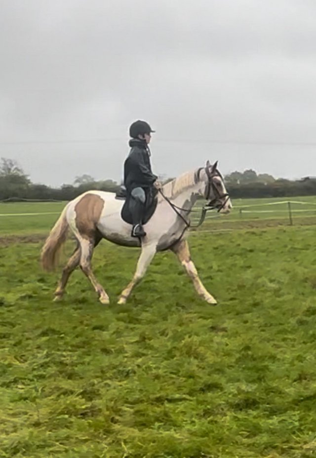 Preview of the first image of 14.1hh 4 year old unique coloured gelding.