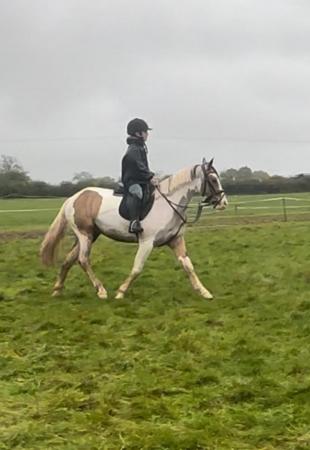 Image 1 of 14.1hh 4 year old unique coloured gelding