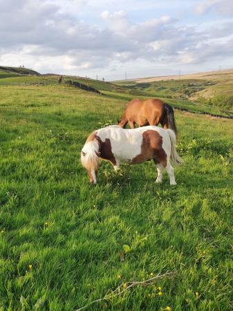 Image 1 of 1 stable and 24/7 grazing DIY £20 wk