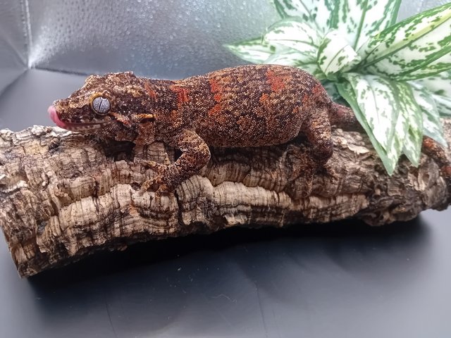 Preview of the first image of Breeding pair of Gargoyle geckos with exo terra enclosure!!.