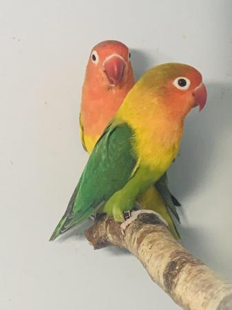 Image 3 of Fischers Lovebirds mutations available