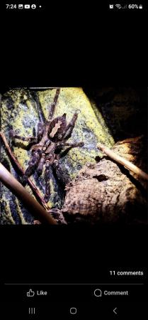 Image 5 of P ORNITA spider .... female