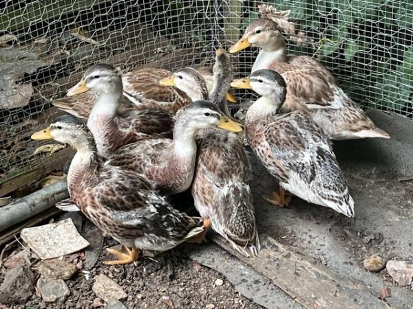 Image 1 of miniature Appleyard ducks only one male and female left .