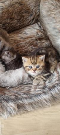 Image 15 of Full British short-haired kittens