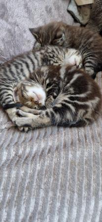Image 2 of 2 x female tabby kittens