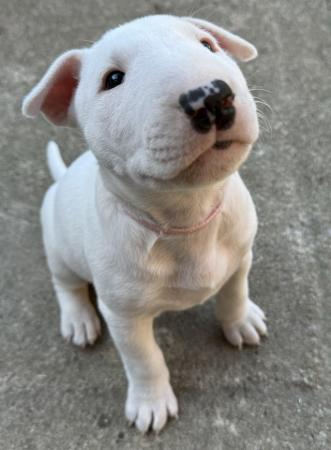 Image 14 of 1 Male, 2 Female KC Registered Bull Terrier Puppies