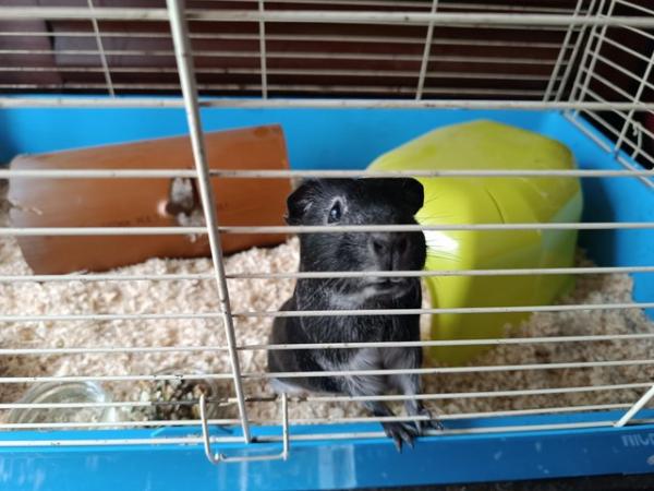 Image 2 of Guinea pigs male and female