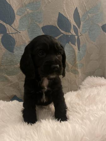 Image 5 of Black cocker spaniel puppy ready for loving home