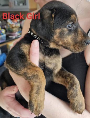 Image 8 of Doberman x Labrador puppies for sale