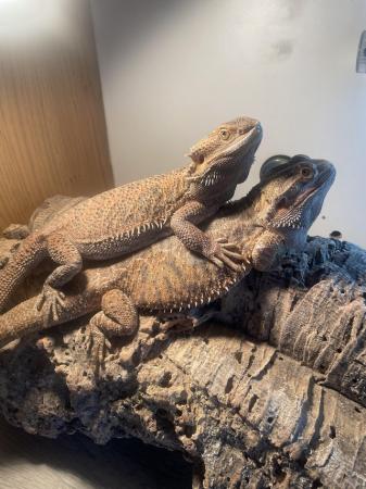 Image 3 of Breeding pair of bearded dragons with setup
