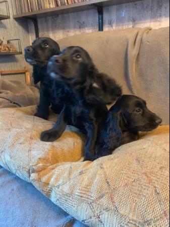 Image 11 of Cocker spaniel puppies for sale
