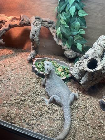 Image 4 of Bearded dragon Zero (silver) full setup included