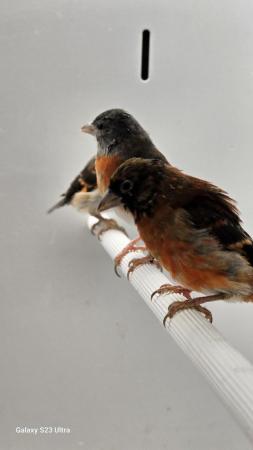 Image 8 of Linnets finches cage breed hand reared