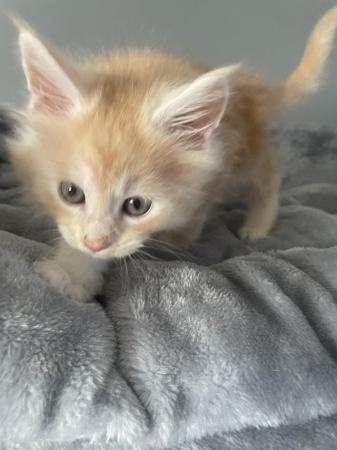 Image 5 of Maine Coon Ginger kittens ( 2 boys)