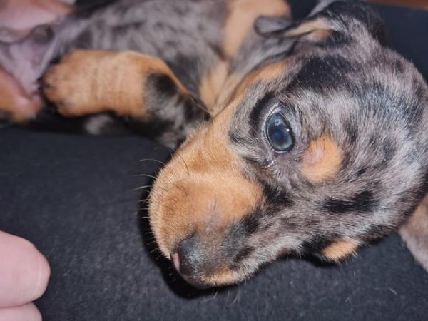Image 3 of Miniature dapple dachshund