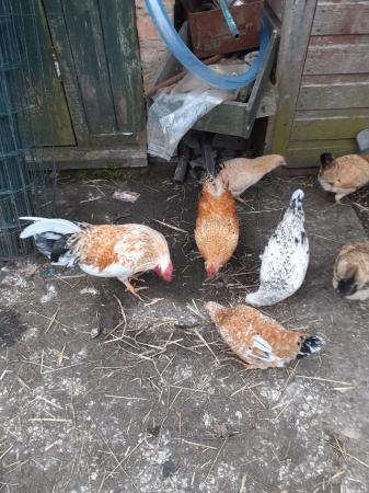 Image 2 of Free Cockerels , lovely colours and free ranging