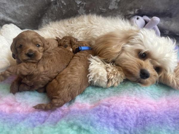 Image 4 of *DNA HEALTH TESTED* Cavapoo puppies