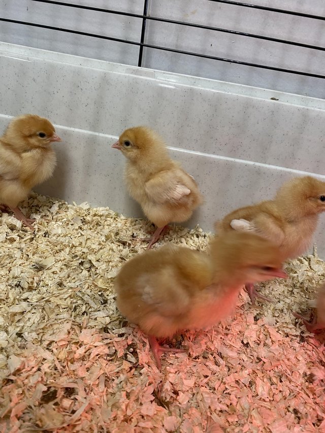 Preview of the first image of Week old chicks hatched 28th march.