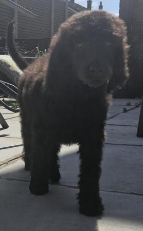 Image 9 of Ready now Standard poodle puppies