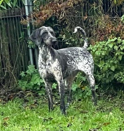 Image 1 of REDUCED German Pointer Poodle Puppies For Sale