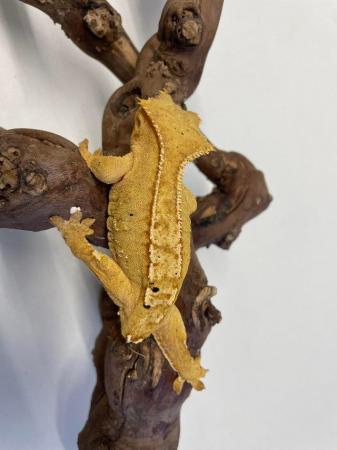 Image 3 of Female crested geckos 45-30grams