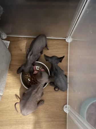 Image 4 of Canadian Sphynx kittens now available for new forever home
