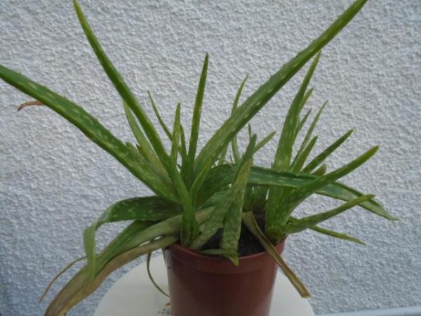 Image 2 of Aloe vera plant in brown pot