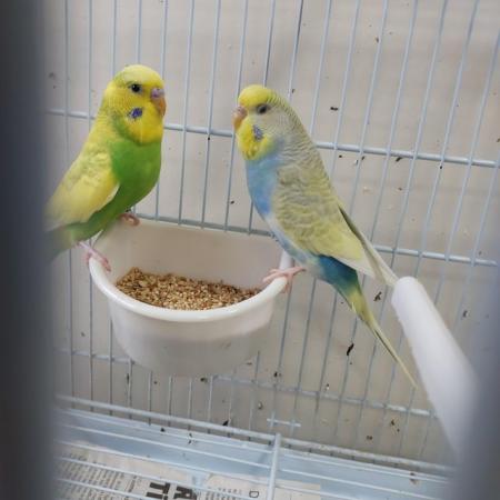 Image 4 of Gorgeous baby budgies for sale