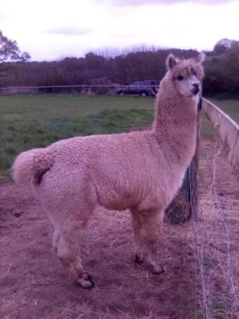 Image 1 of 2 1/2 year old intact Male Alpaca