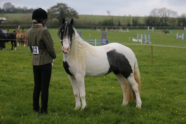 Image 2 of 3 year old cob mare for sale