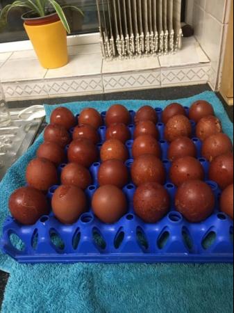 Image 3 of Copper black marans chicks for sale for dark brown eggs