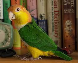 Preview of the first image of Looking for a hand reared baby yellow thighed caique.