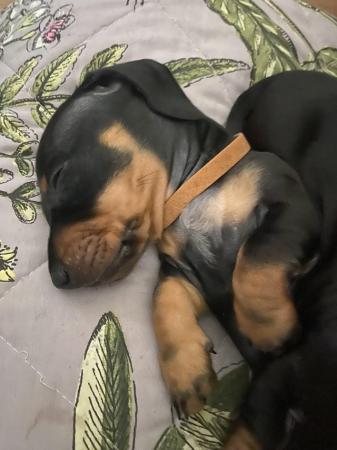 Image 2 of Miniature Dachshund puppies only two left