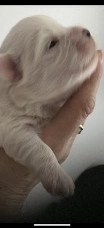 Image 2 of Beautiful Tiny Quality KC Maltese Puppies For Sale