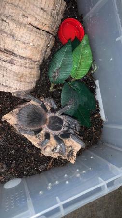 Image 4 of Tarantulas4sale all different ages and all different prices