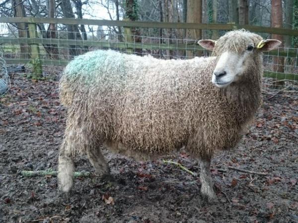Image 7 of Rare breed pedigree Cotswold sheep
