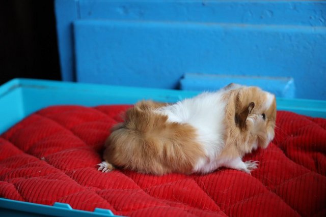 Image 3 of Peruvian long haired Boars and Satin Crested Boar Guinea Pig
