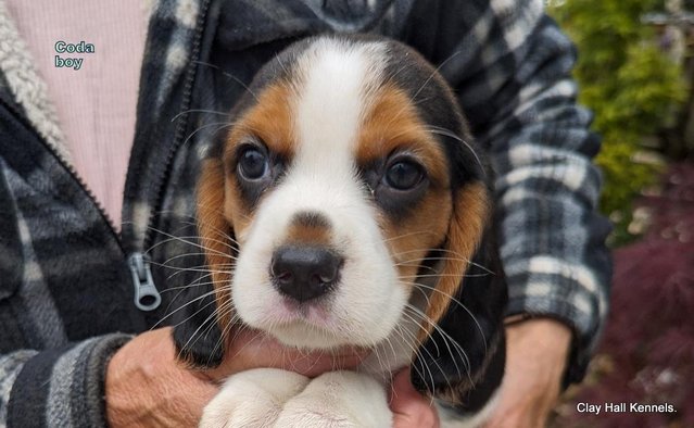 Image 19 of Quality, F1, Beaglier puppies, ready soon.