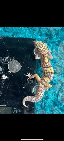 Image 2 of Approximately 1 years old leopard gecko